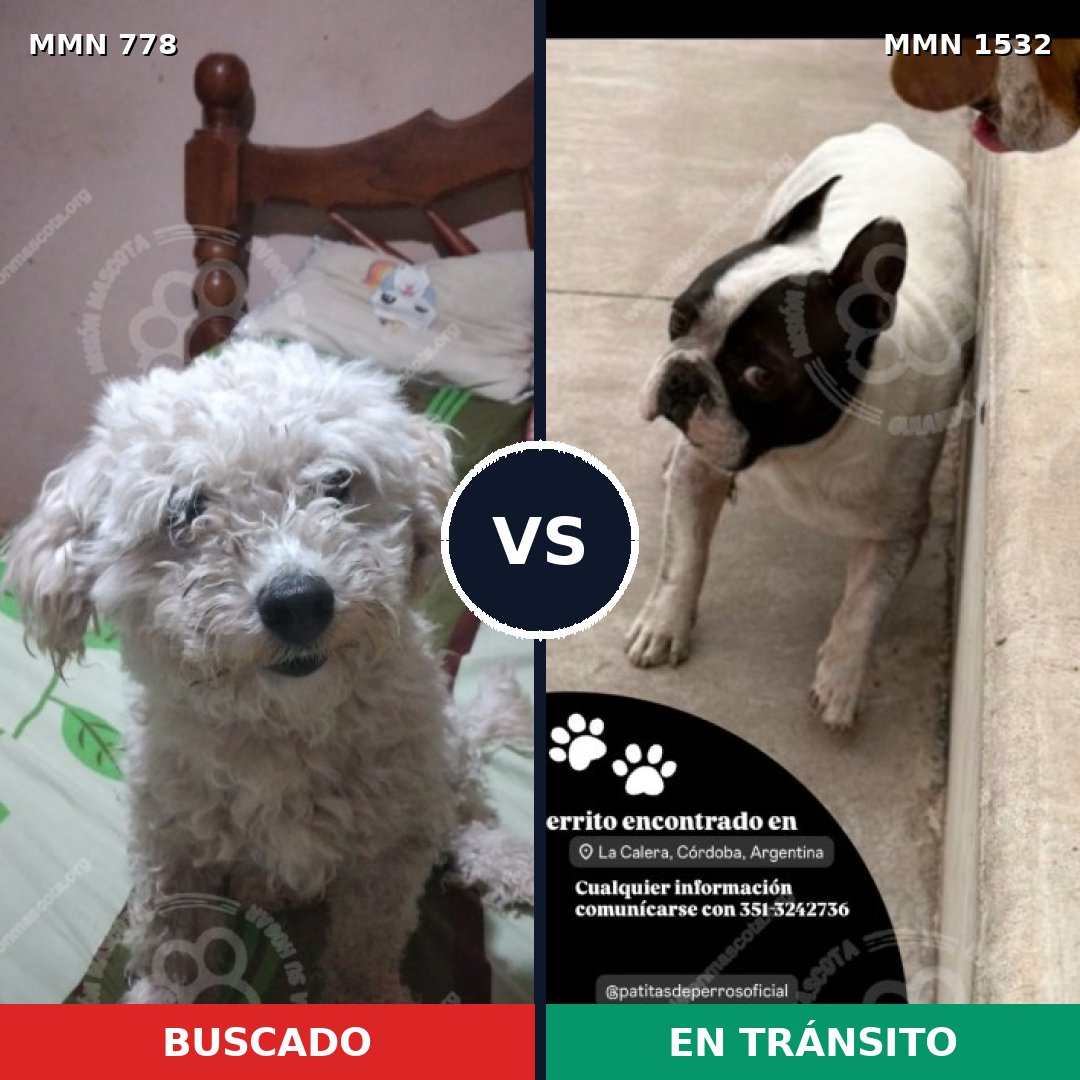 Comparativa MMS 29099: mascota perdida y mascota encontrada, 41% de similitud