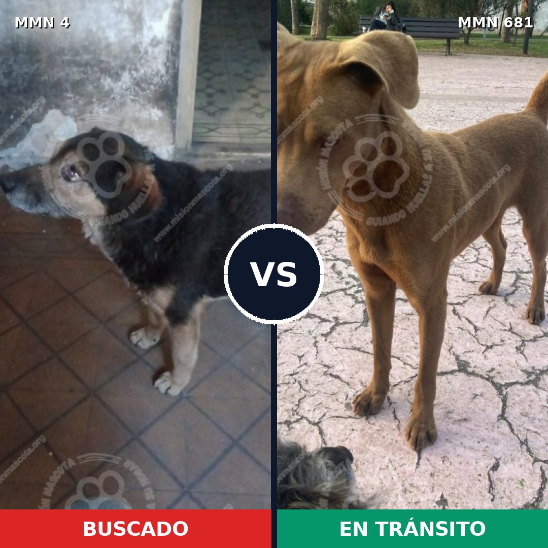 Comparativa MMS 291: mascota perdida y mascota encontrada, 29% de similitud