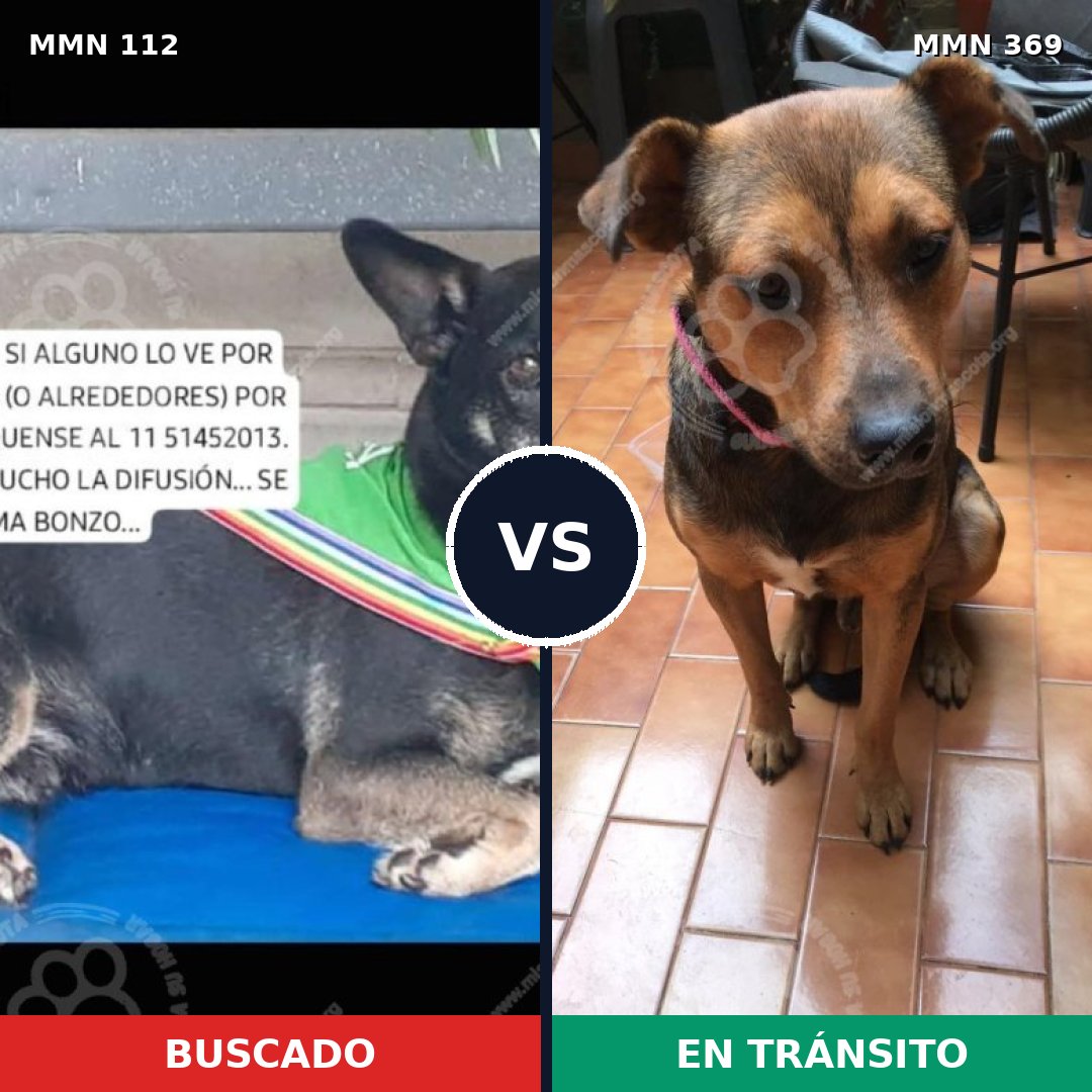 Comparativa MMS 2910: mascota perdida y mascota encontrada, 83% de similitud