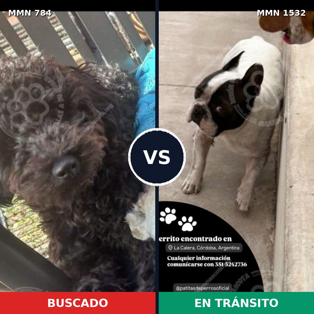 Comparativa MMS 29100: mascota perdida y mascota encontrada, 50% de similitud