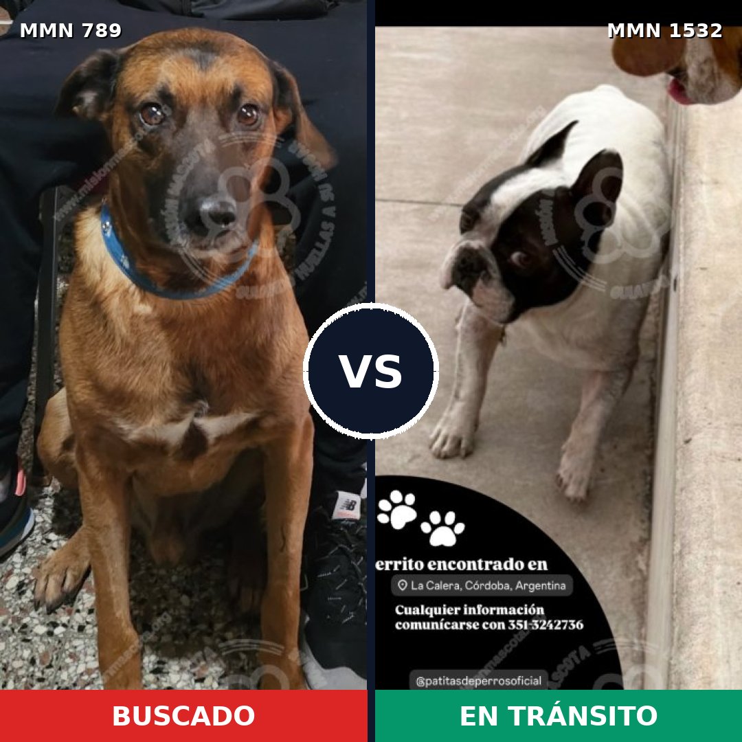 Comparativa MMS 29101: mascota perdida y mascota encontrada, 48% de similitud