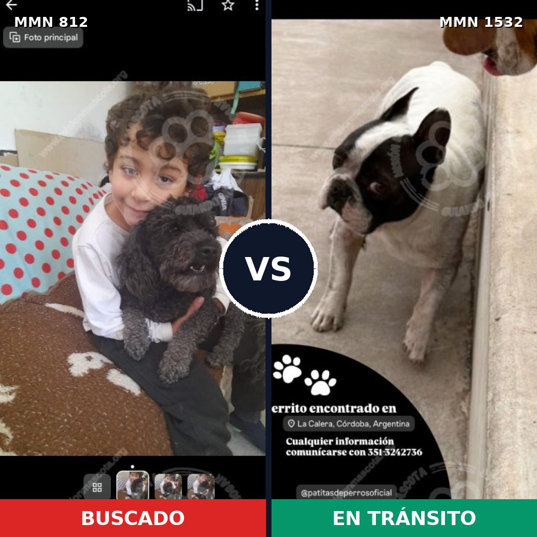 Comparativa MMS 29103: mascota perdida y mascota encontrada, 45% de similitud