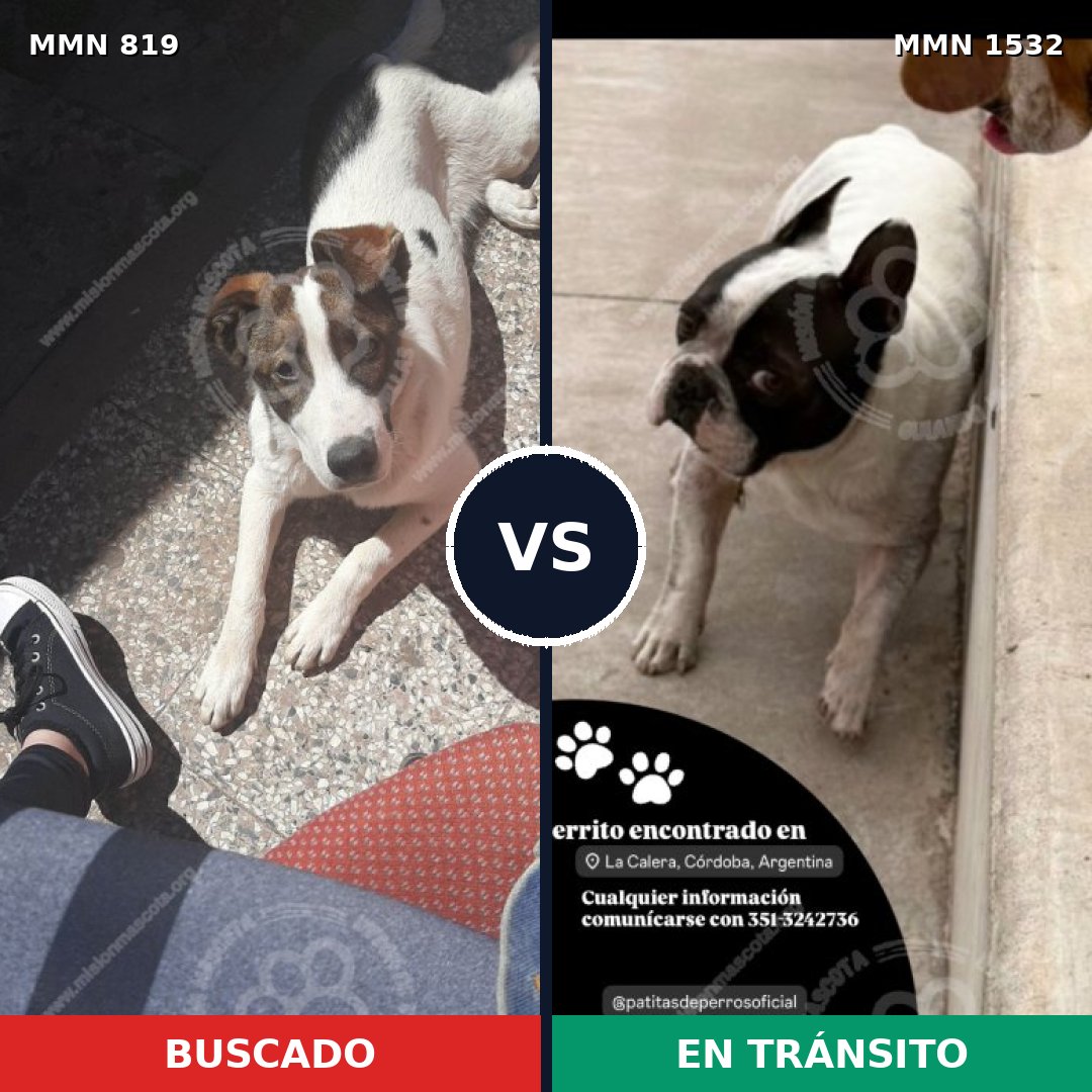 Comparativa MMS 29104: mascota perdida y mascota encontrada, 71% de similitud