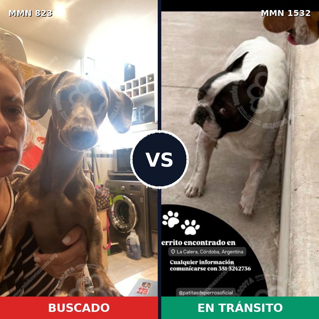 Comparativa MMS 29105: mascota perdida y mascota encontrada, 46% de similitud