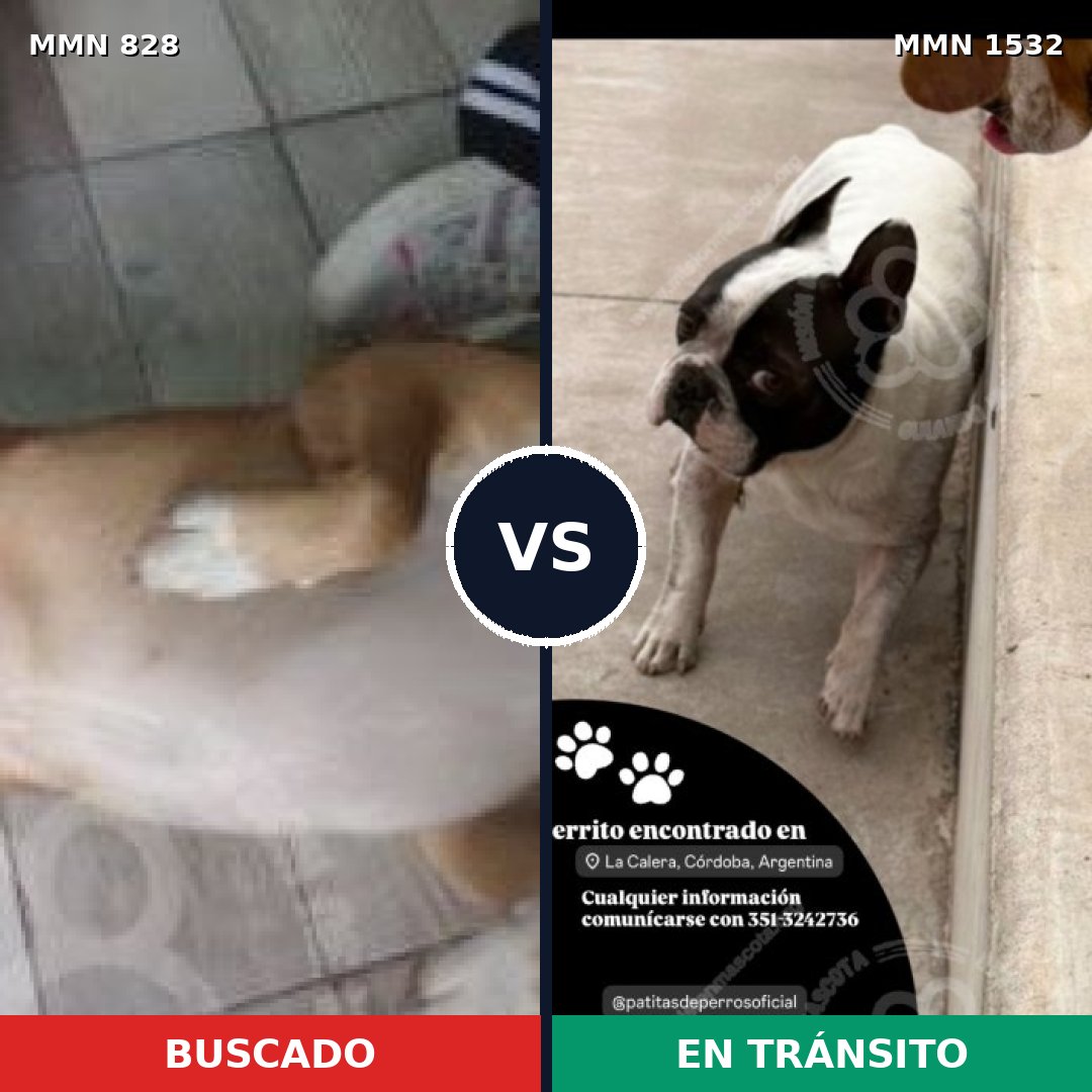 Comparativa MMS 29106: mascota perdida y mascota encontrada, 62% de similitud