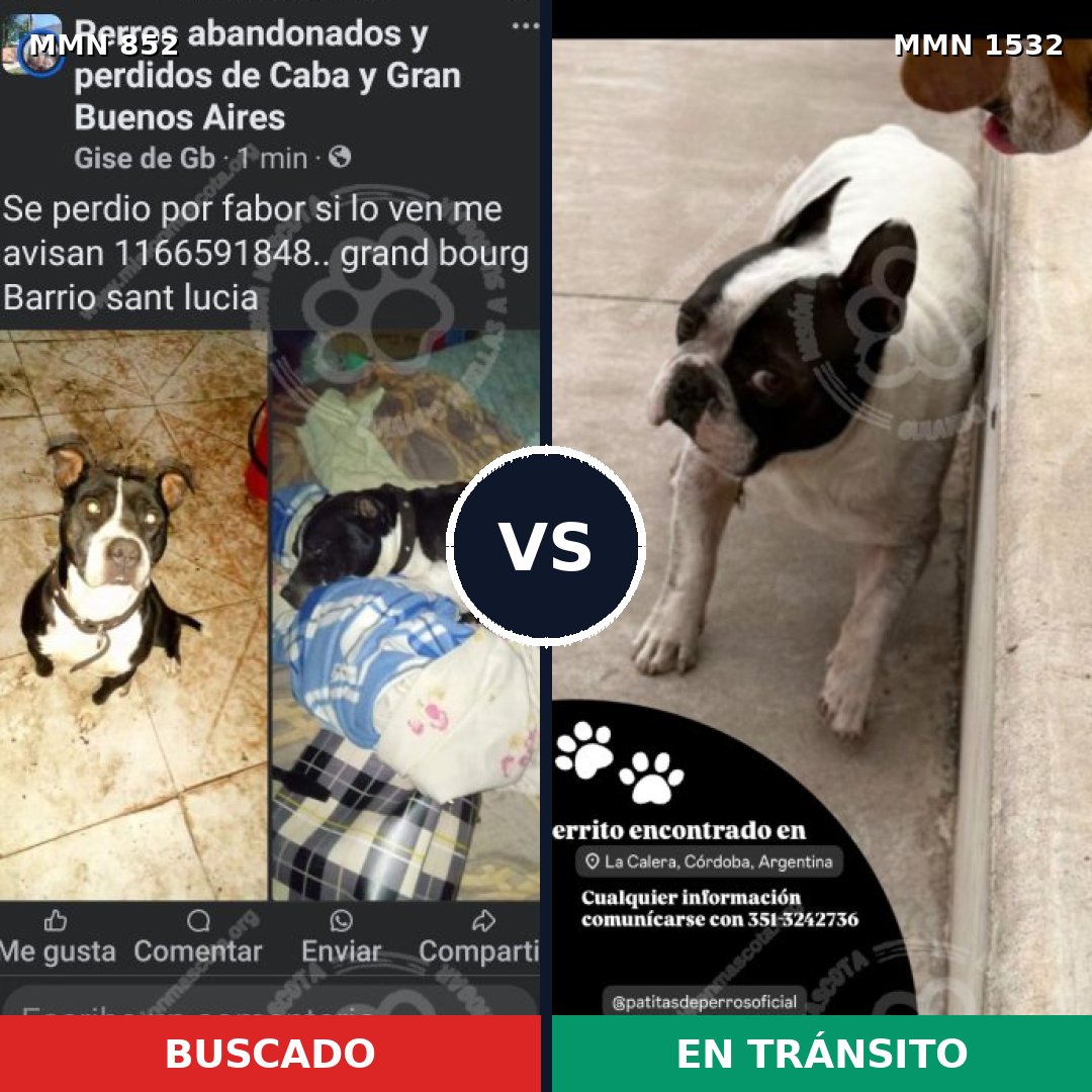 Comparativa MMS 29108: mascota perdida y mascota encontrada, 32% de similitud