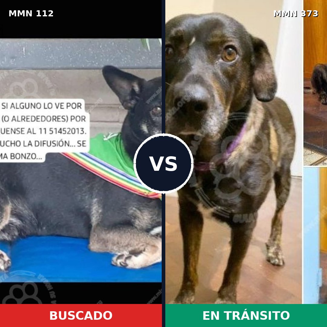 Comparativa MMS 2911: mascota perdida y mascota encontrada, 73% de similitud