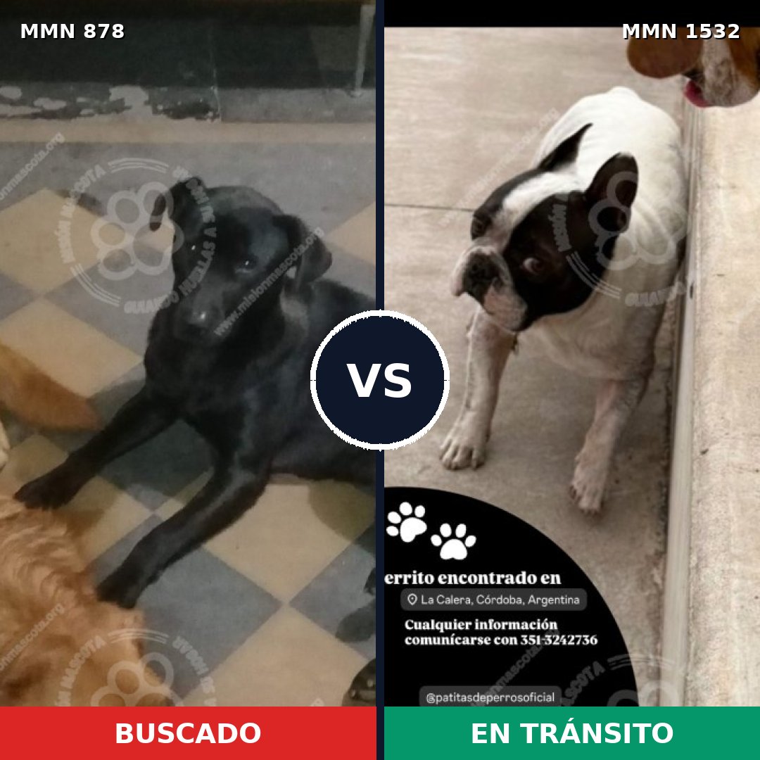 Comparativa MMS 29110: mascota perdida y mascota encontrada, 42% de similitud