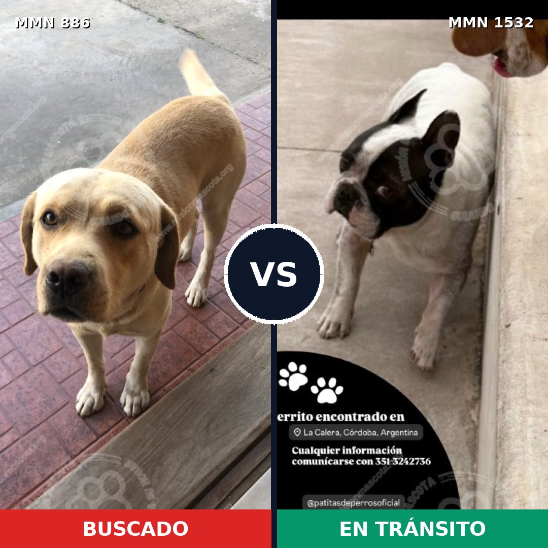 Comparativa MMS 29111: mascota perdida y mascota encontrada, 25% de similitud
