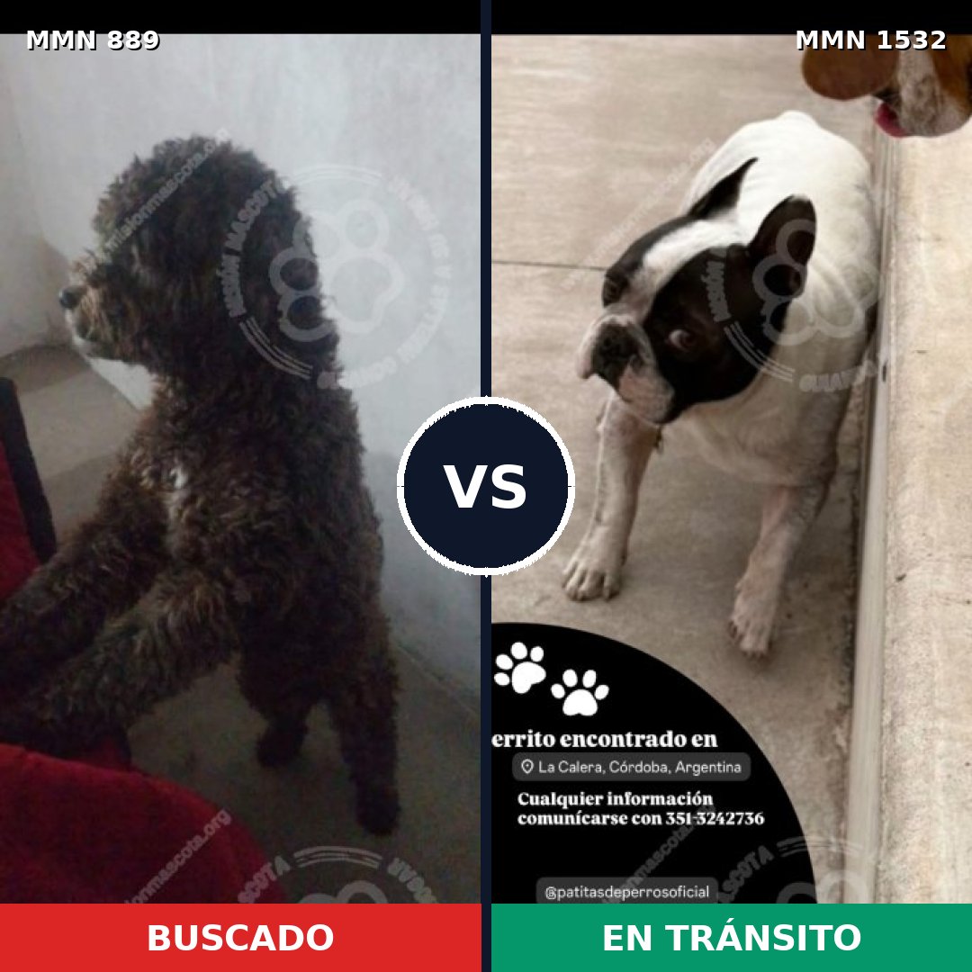 Comparativa MMS 29112: mascota perdida y mascota encontrada, 28% de similitud