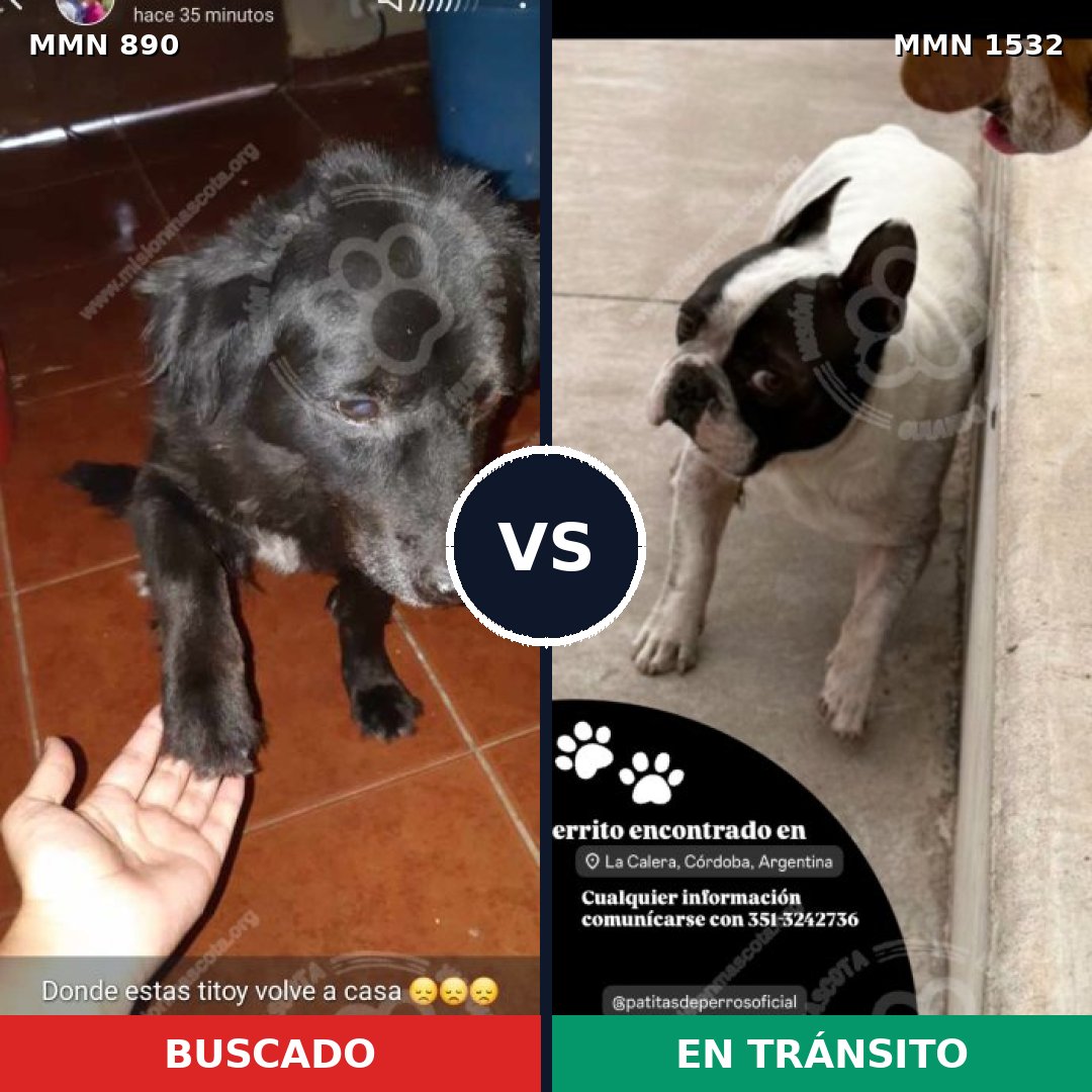 Comparativa MMS 29113: mascota perdida y mascota encontrada, 52% de similitud