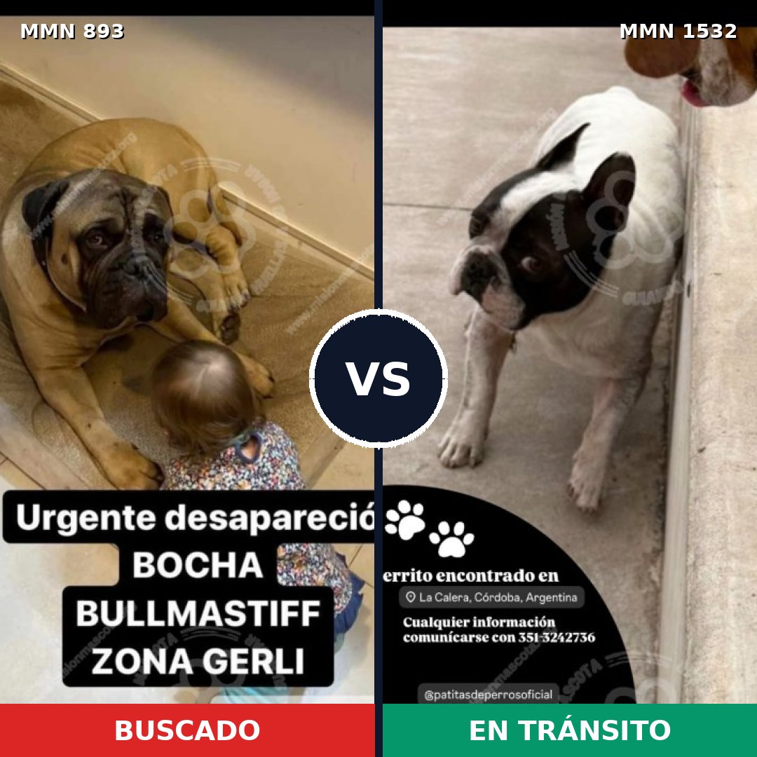 Comparativa MMS 29114: mascota perdida y mascota encontrada, 22% de similitud