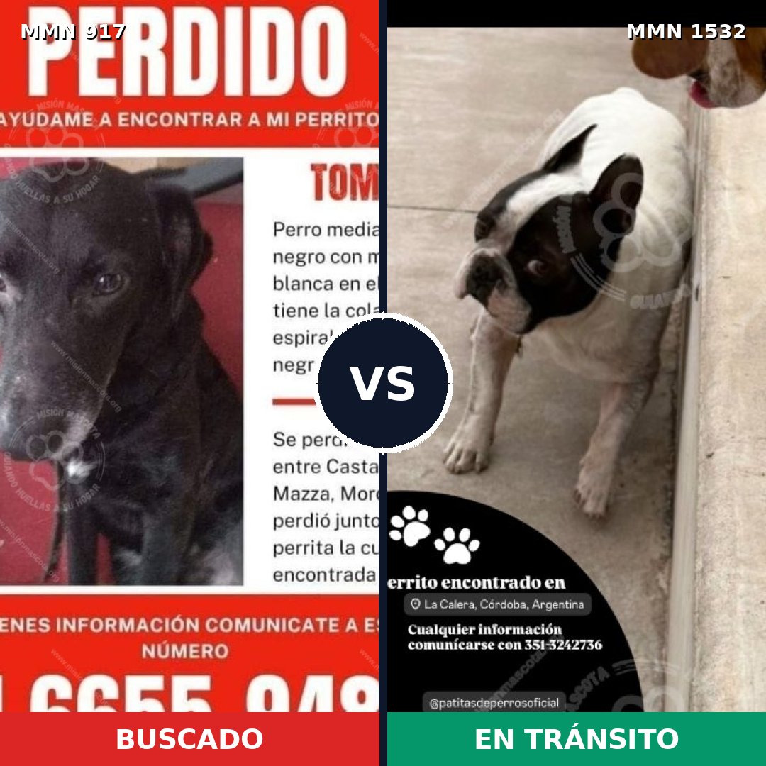Comparativa MMS 29116: mascota perdida y mascota encontrada, 36% de similitud