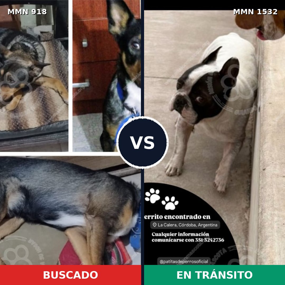 Comparativa MMS 29117: mascota perdida y mascota encontrada, 37% de similitud