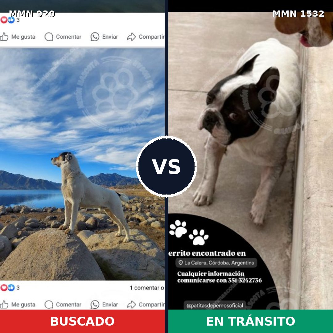 Comparativa MMS 29119: mascota perdida y mascota encontrada, 38% de similitud
