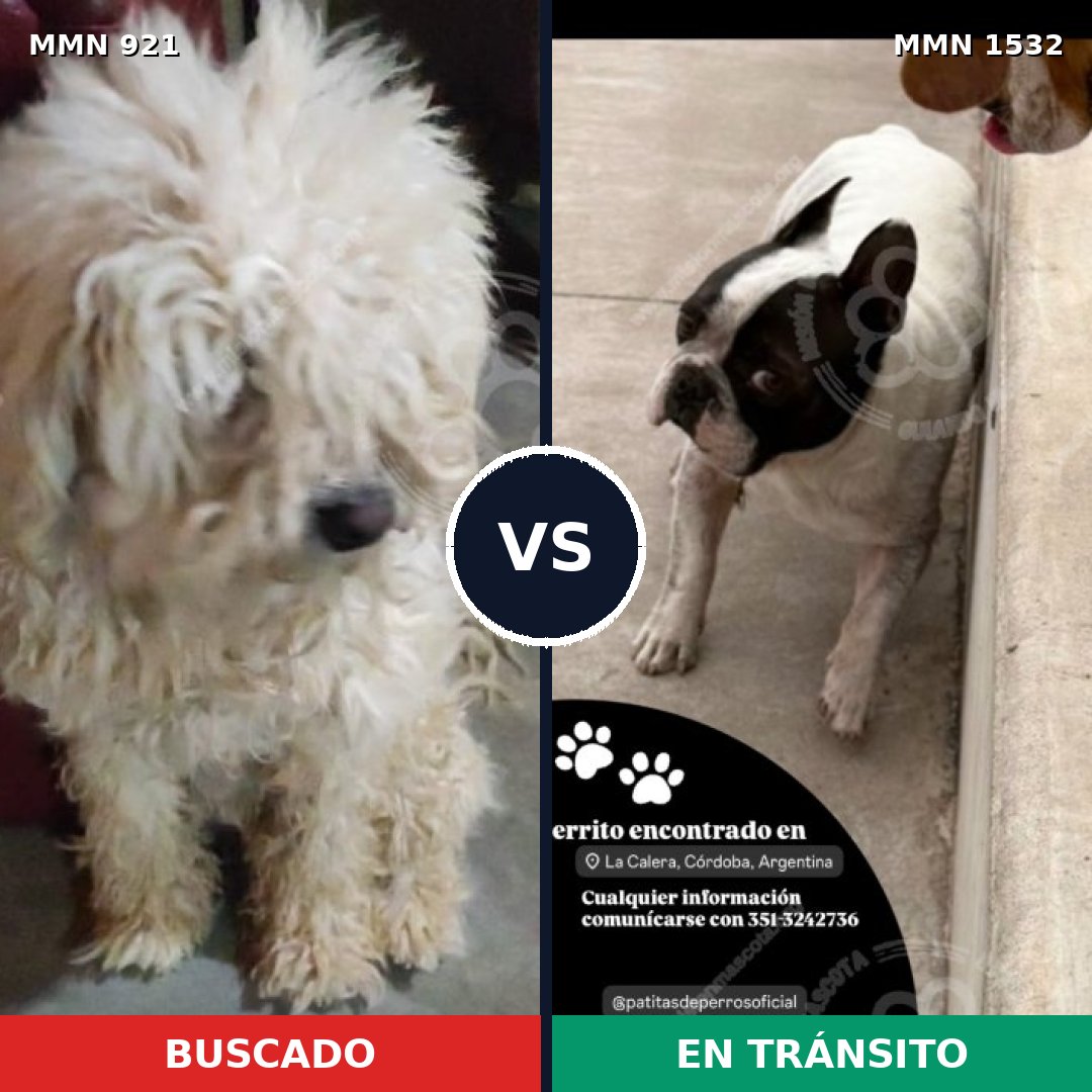 Comparativa MMS 29120: mascota perdida y mascota encontrada, 52% de similitud