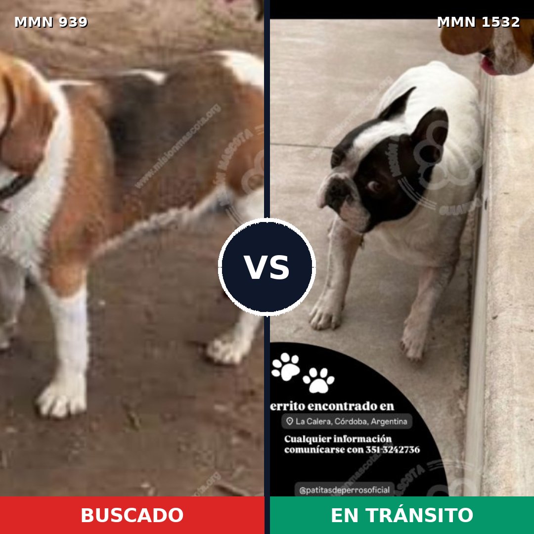 Comparativa MMS 29121: mascota perdida y mascota encontrada, 36% de similitud
