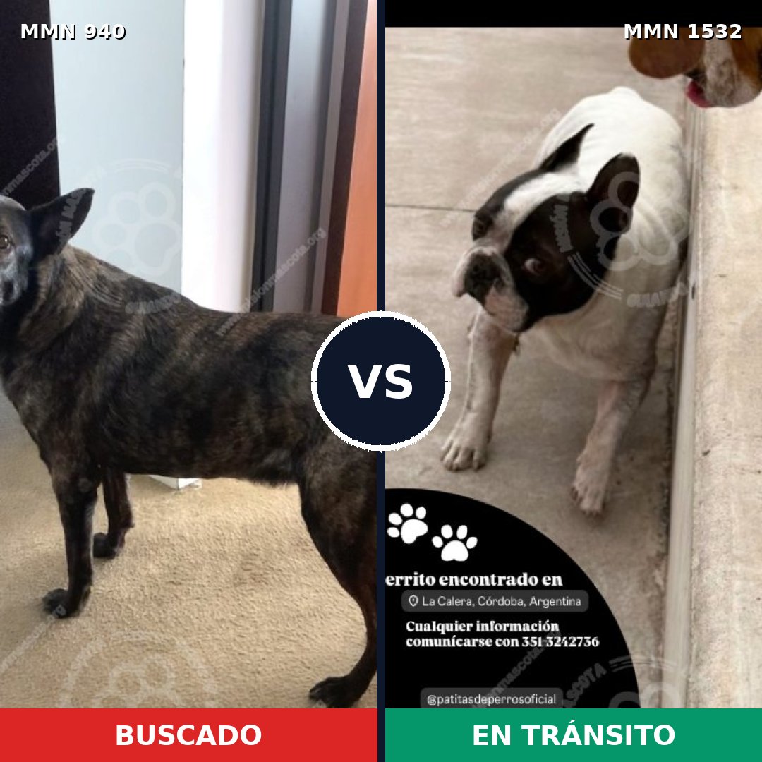 Comparativa MMS 29122: mascota perdida y mascota encontrada, 42% de similitud