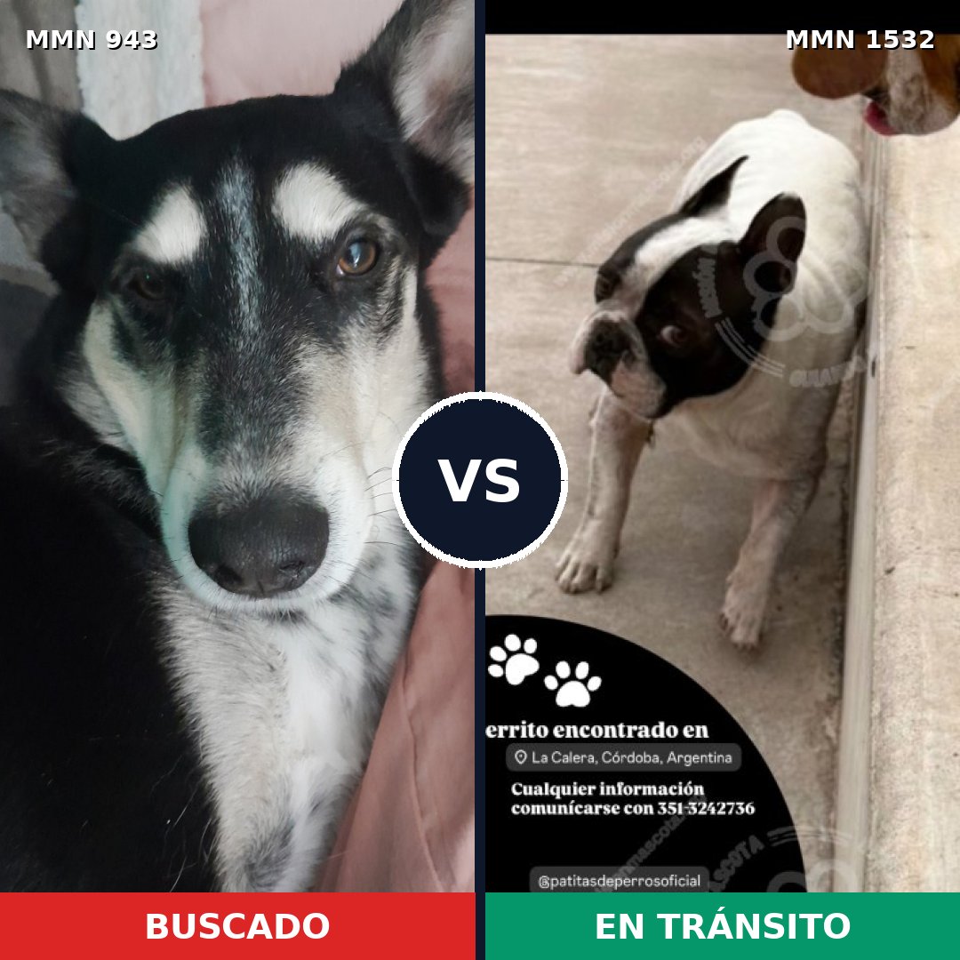 Comparativa MMS 29123: mascota perdida y mascota encontrada, 56% de similitud