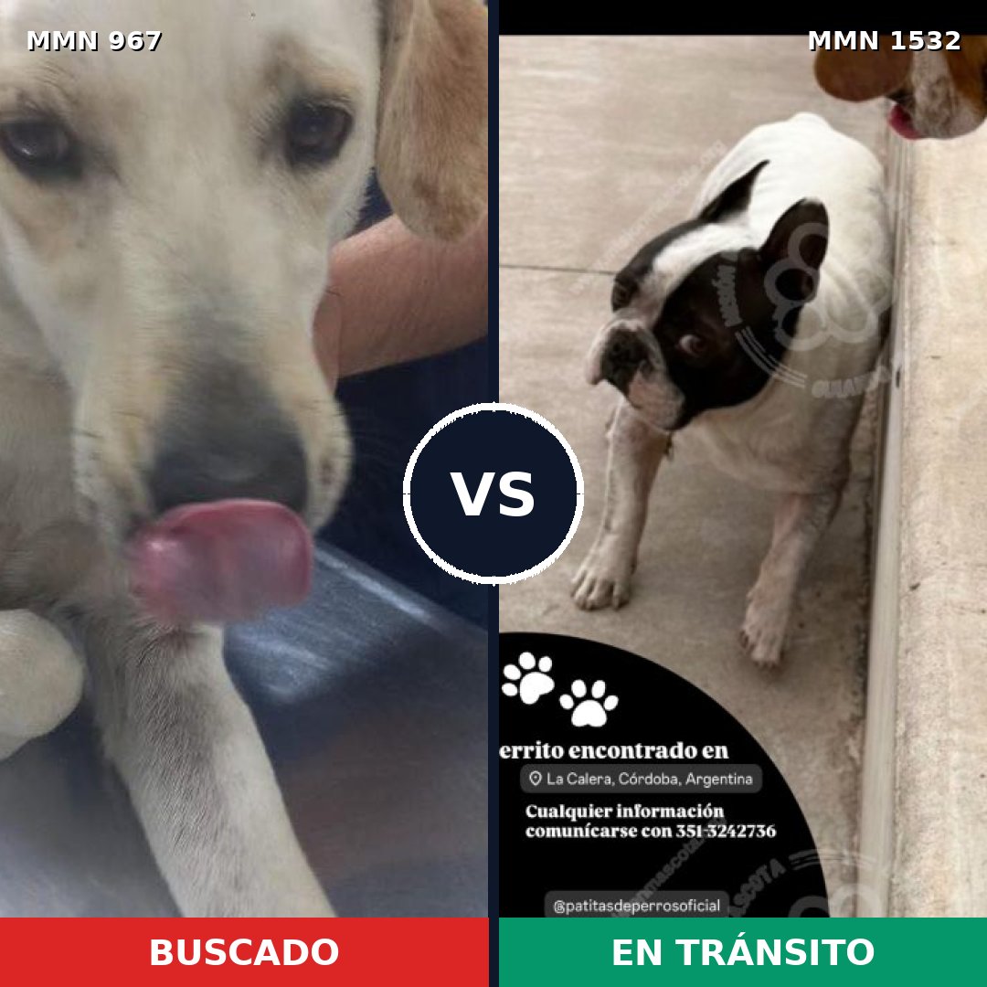 Comparativa MMS 29125: mascota perdida y mascota encontrada, 50% de similitud