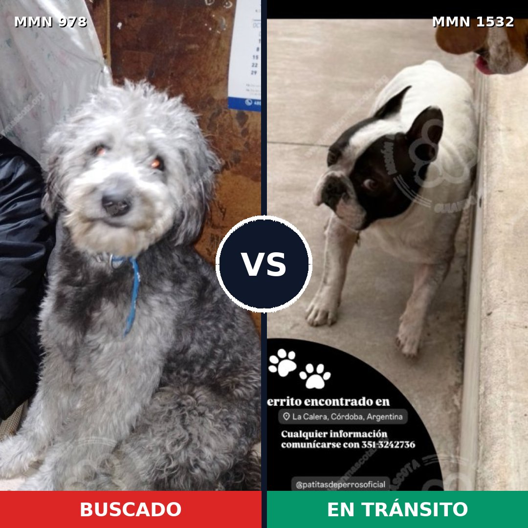 Comparativa MMS 29126: mascota perdida y mascota encontrada, 40% de similitud