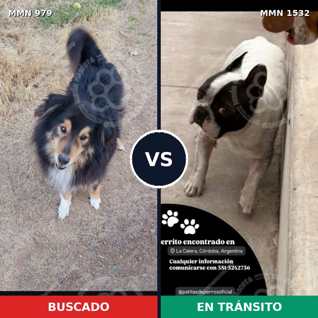 Comparativa MMS 29127: mascota perdida y mascota encontrada, 27% de similitud