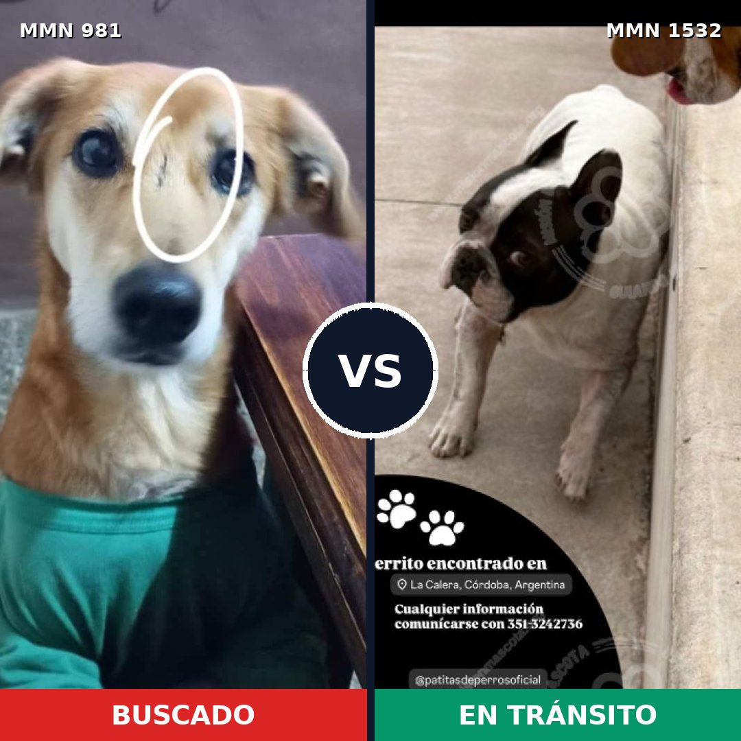 Comparativa MMS 29128: mascota perdida y mascota encontrada, 62% de similitud