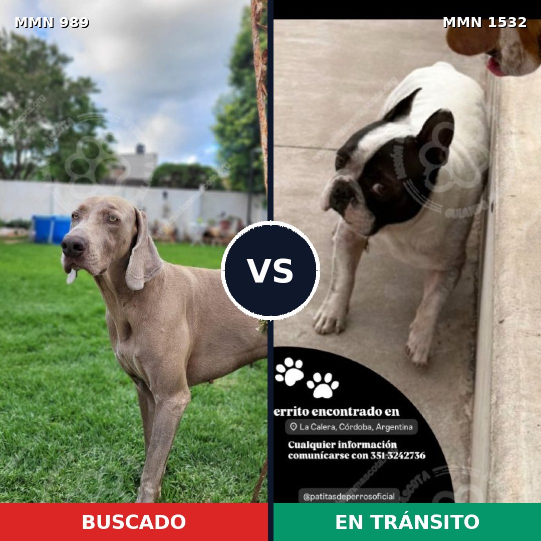 Comparativa MMS 29129: mascota perdida y mascota encontrada, 26% de similitud