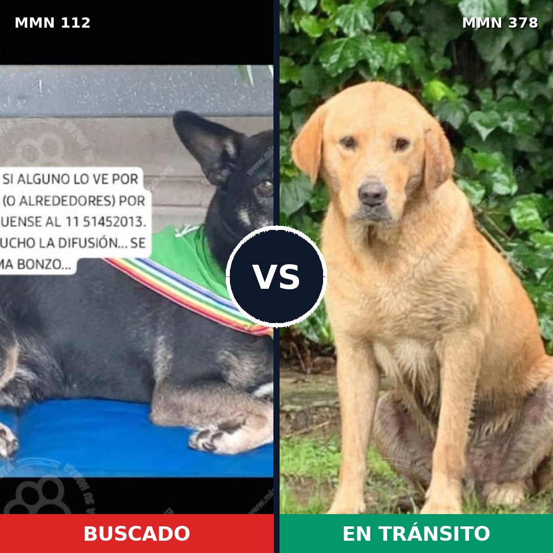 Comparativa MMS 2913: mascota perdida y mascota encontrada, 33% de similitud