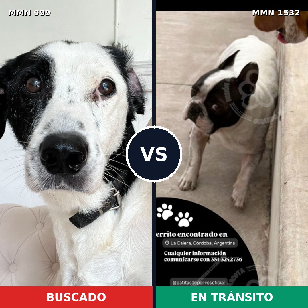 Comparativa MMS 29130: mascota perdida y mascota encontrada, 45% de similitud