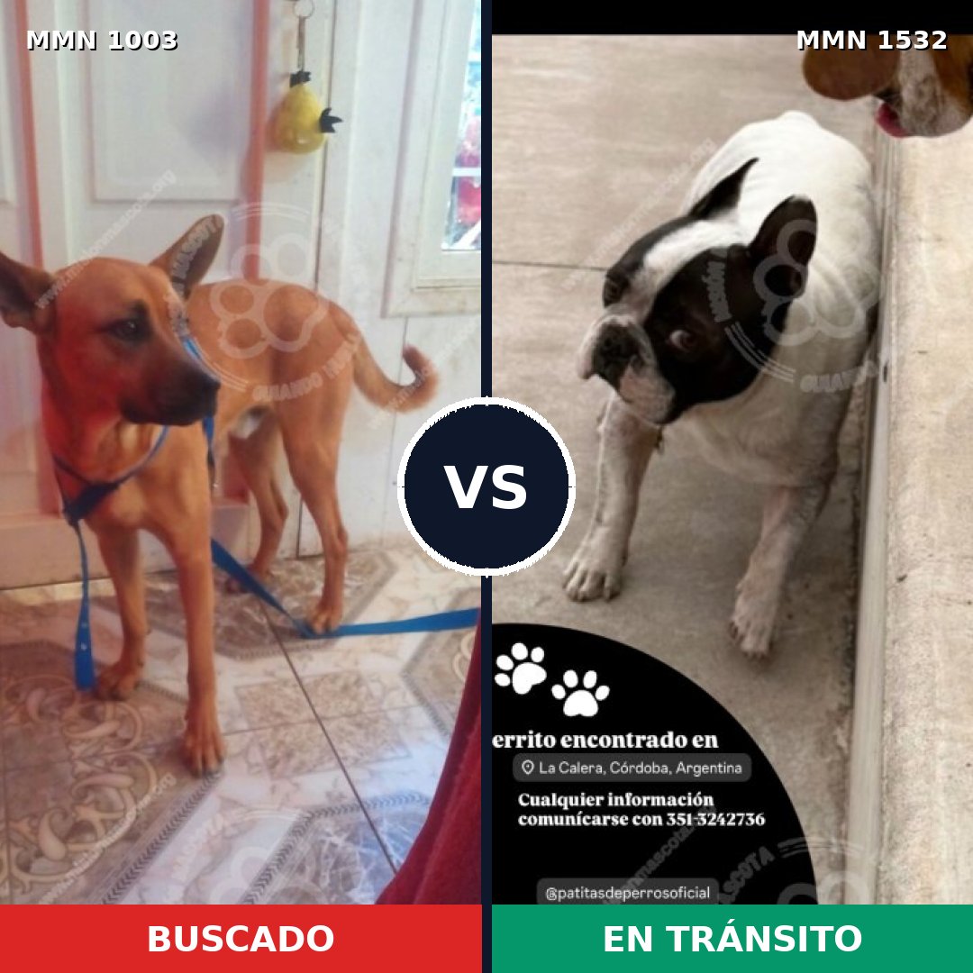 Comparativa MMS 29131: mascota perdida y mascota encontrada, 24% de similitud