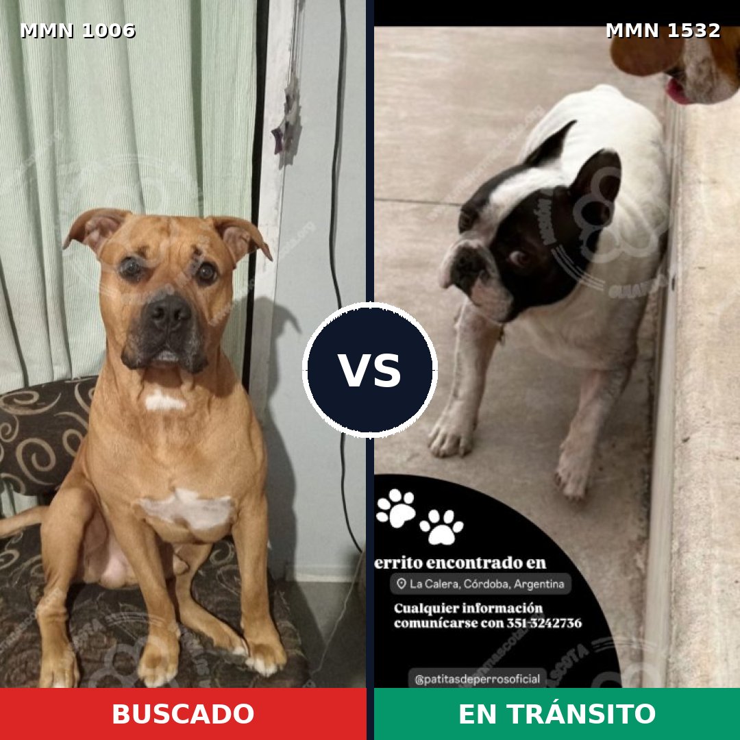 Comparativa MMS 29132: mascota perdida y mascota encontrada, 52% de similitud