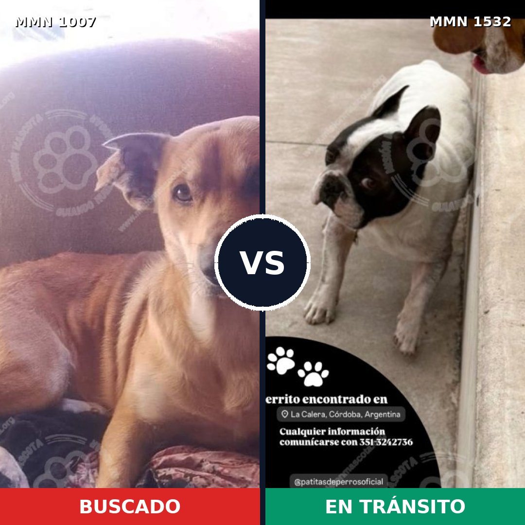Comparativa MMS 29133: mascota perdida y mascota encontrada, 63% de similitud