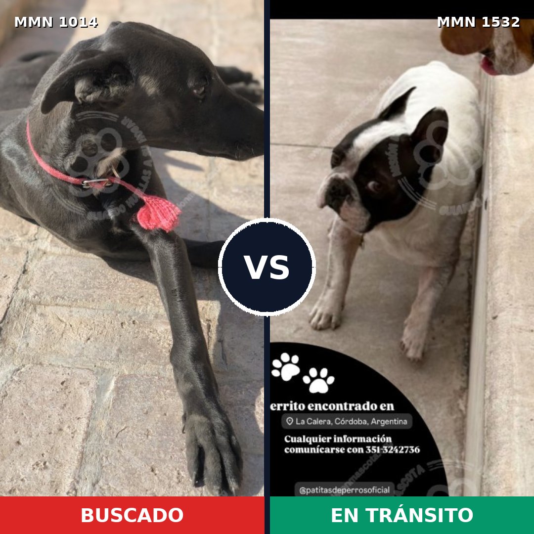 Comparativa MMS 29134: mascota perdida y mascota encontrada, 24% de similitud