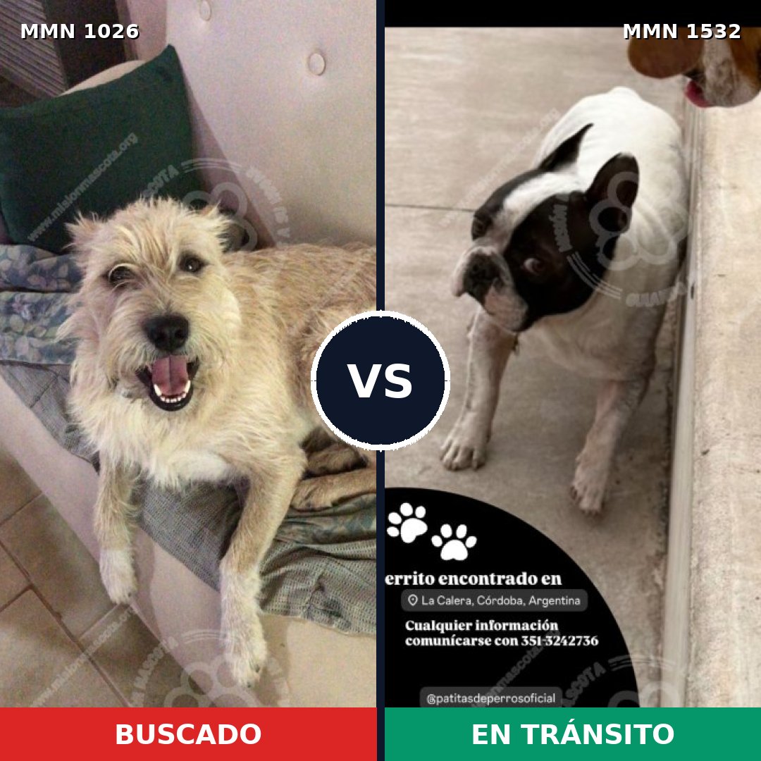 Comparativa MMS 29135: mascota perdida y mascota encontrada, 49% de similitud