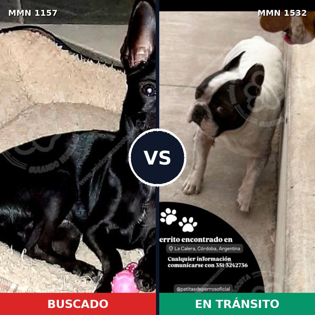 Comparativa MMS 29136: mascota perdida y mascota encontrada, 48% de similitud