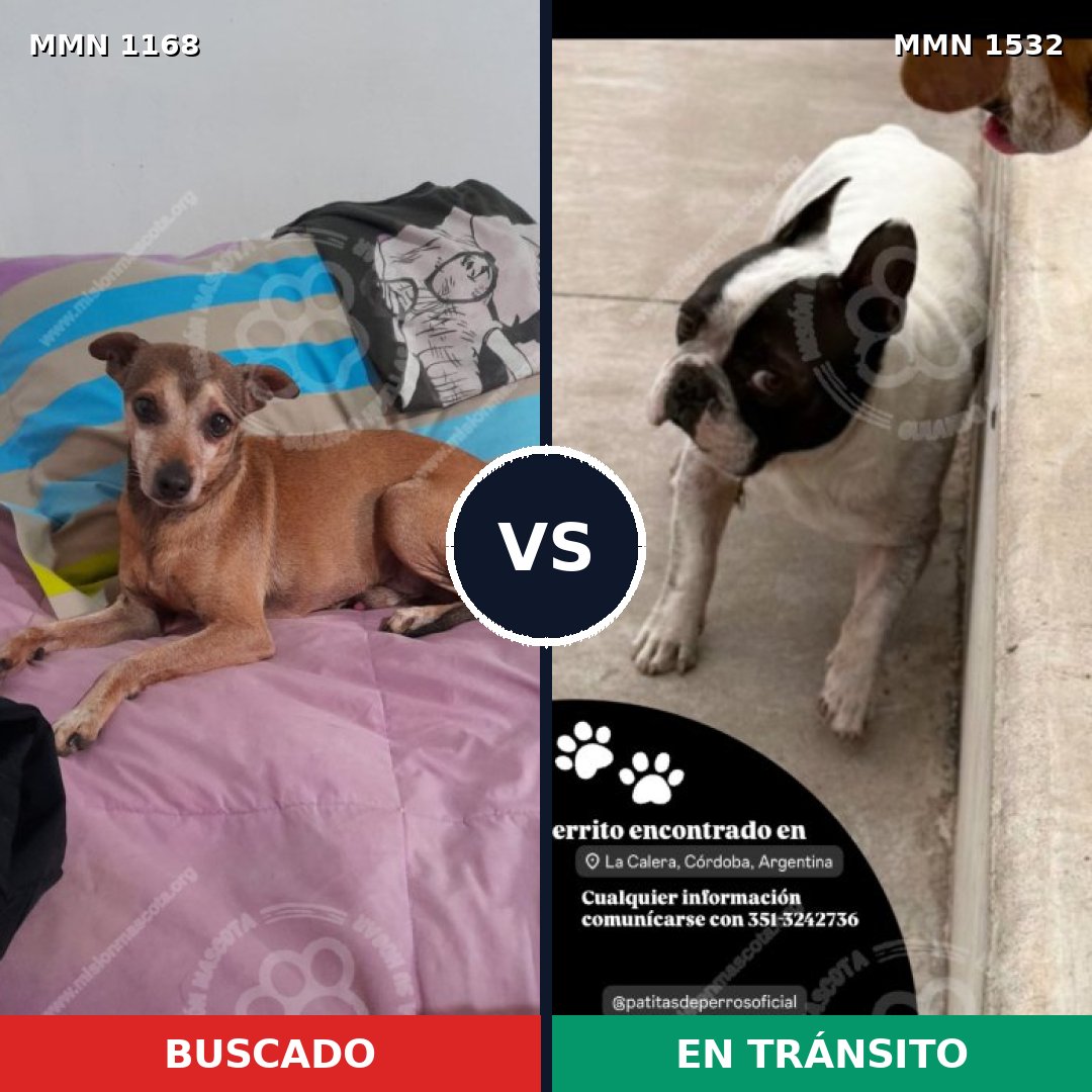 Comparativa MMS 29138: mascota perdida y mascota encontrada, 44% de similitud