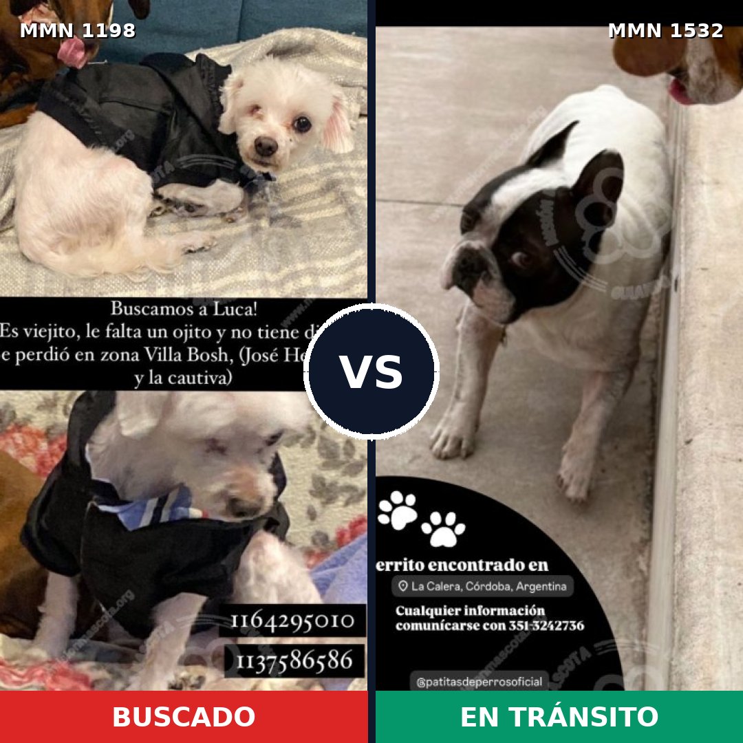 Comparativa MMS 29139: mascota perdida y mascota encontrada, 53% de similitud