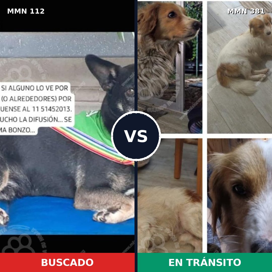 Comparativa MMS 2914: mascota perdida y mascota encontrada, 73% de similitud