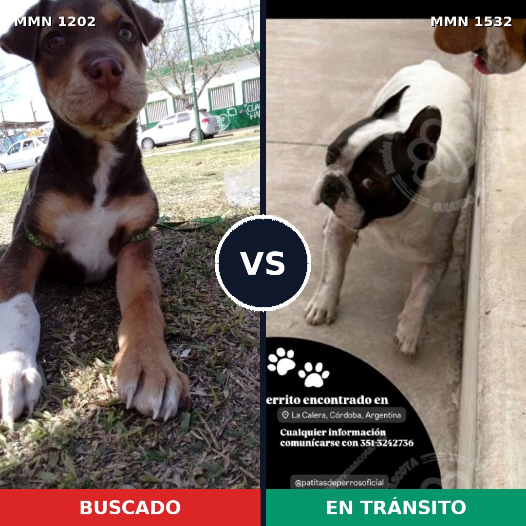 Comparativa MMS 29140: mascota perdida y mascota encontrada, 28% de similitud