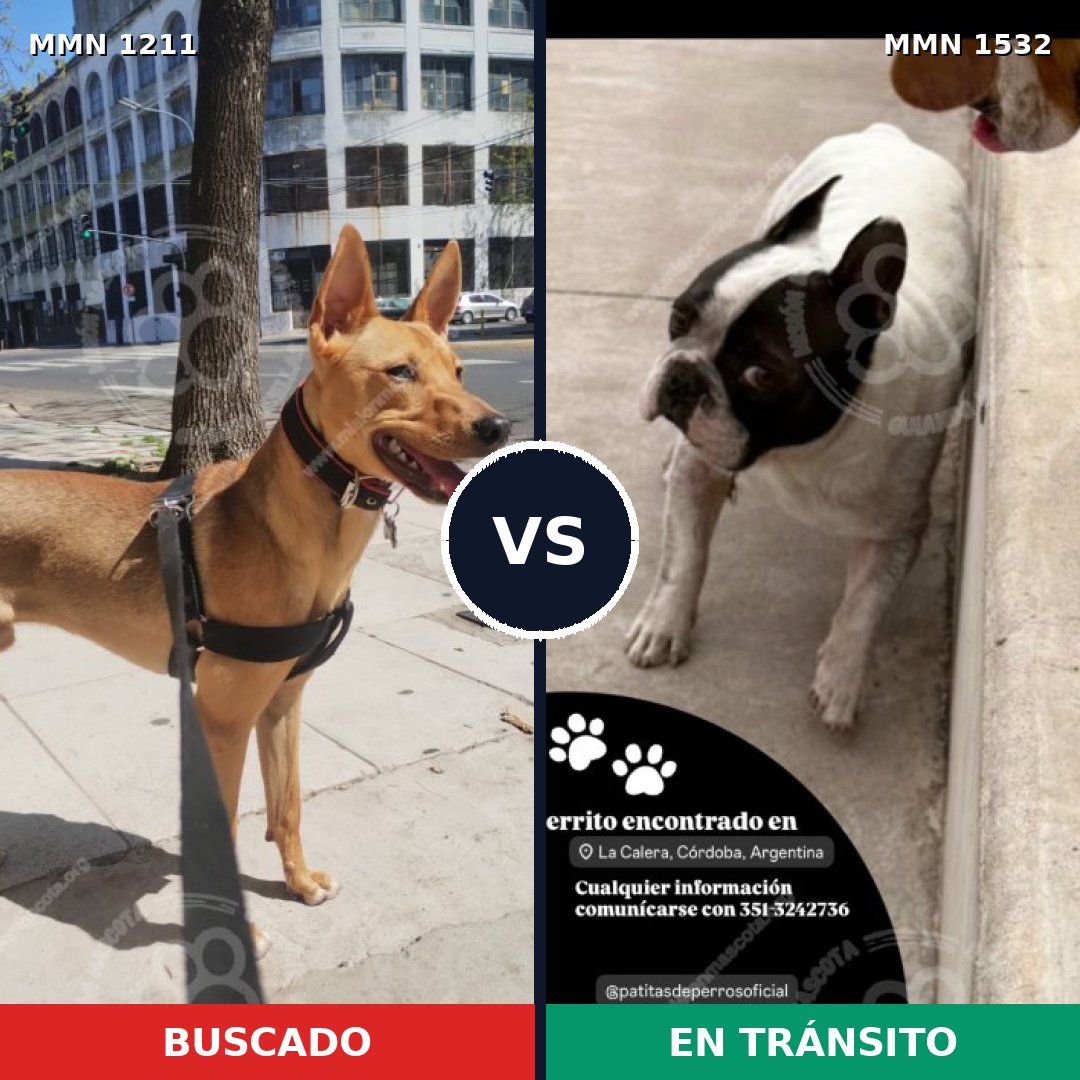 Comparativa MMS 29142: mascota perdida y mascota encontrada, 62% de similitud
