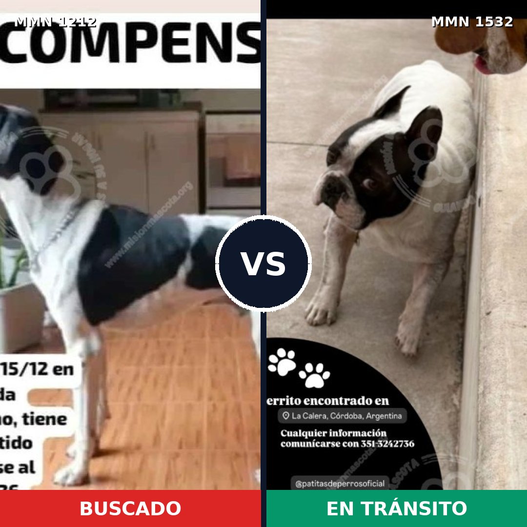 Comparativa MMS 29143: mascota perdida y mascota encontrada, 40% de similitud