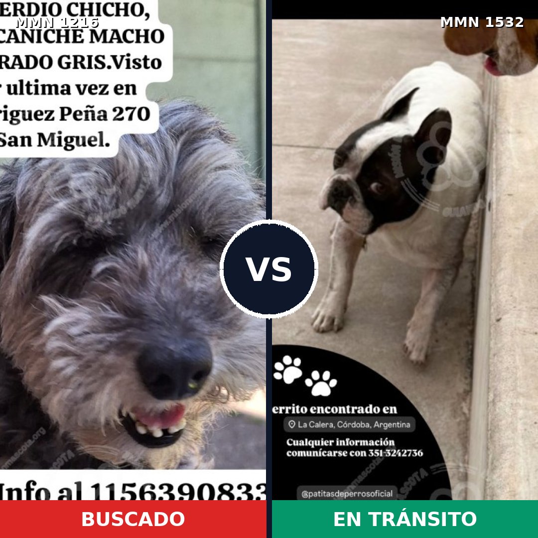 Comparativa MMS 29144: mascota perdida y mascota encontrada, 37% de similitud