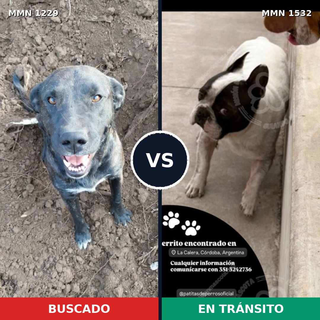 Comparativa MMS 29145: mascota perdida y mascota encontrada, 30% de similitud