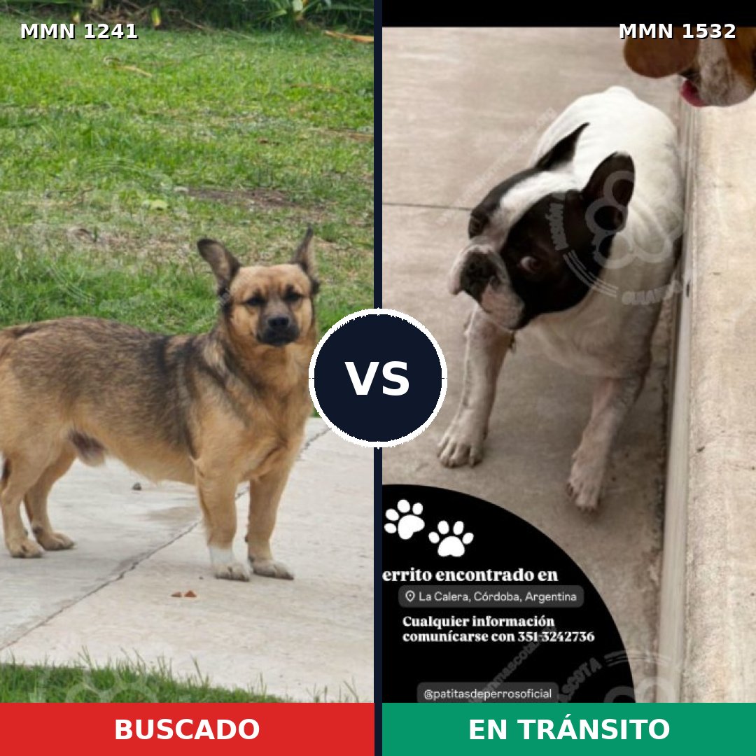 Comparativa MMS 29146: mascota perdida y mascota encontrada, 73% de similitud