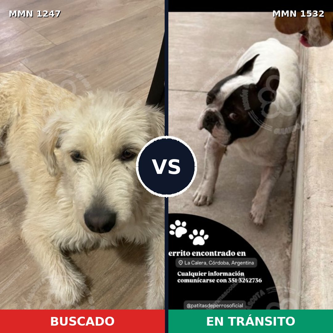 Comparativa MMS 29147: mascota perdida y mascota encontrada, 61% de similitud