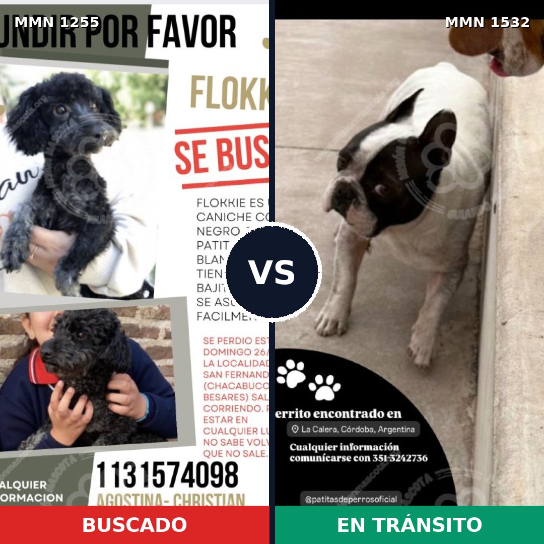 Comparativa MMS 29148: mascota perdida y mascota encontrada, 45% de similitud