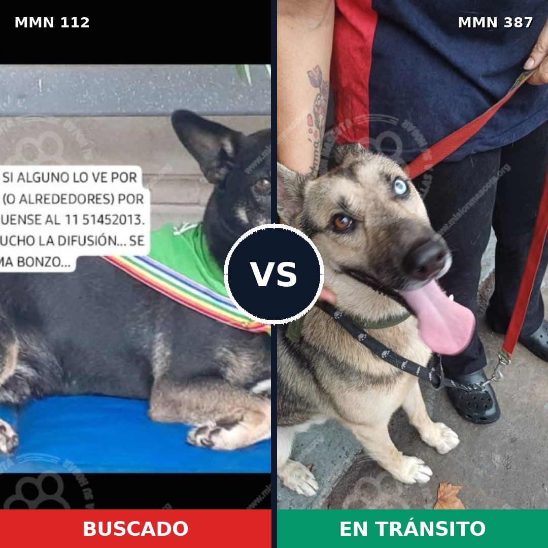 Comparativa MMS 2915: mascota perdida y mascota encontrada, 38% de similitud