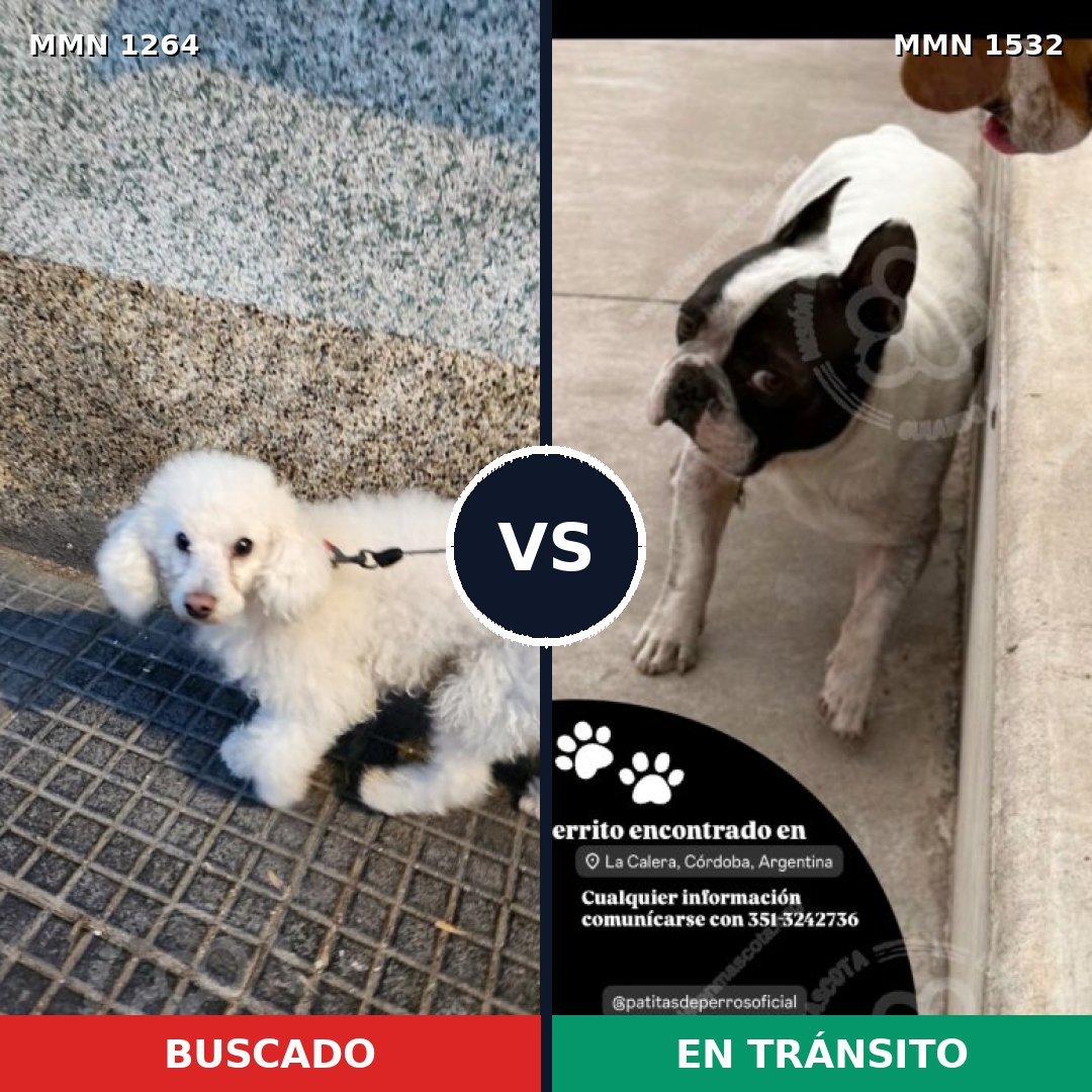 Comparativa MMS 29150: mascota perdida y mascota encontrada, 53% de similitud