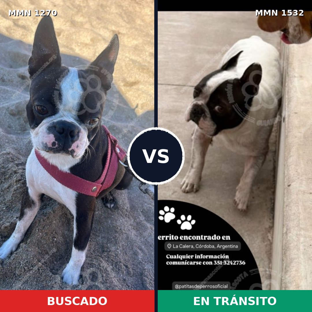 Comparativa MMS 29151: mascota perdida y mascota encontrada, 57% de similitud
